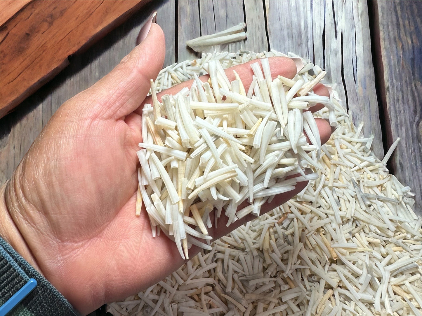 SMALL Tusk Shell Dentalium Shells 3/8” - 1” 100 Grams